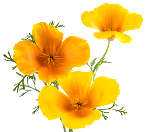 California Poppies